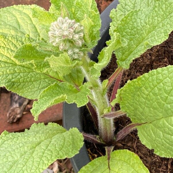 Borago officinalis Flower