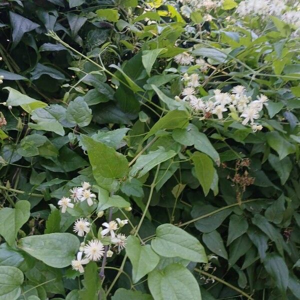 Clematis vitalba Habitus