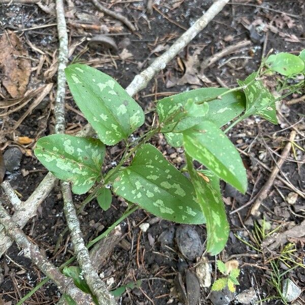 Smilax bona-nox Blad