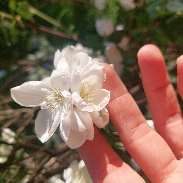 Philadelphus coronarius Kvet