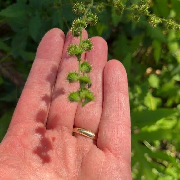 Agrimonia gryposepala Frukto