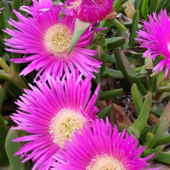 Carpobrotus edulis Flower