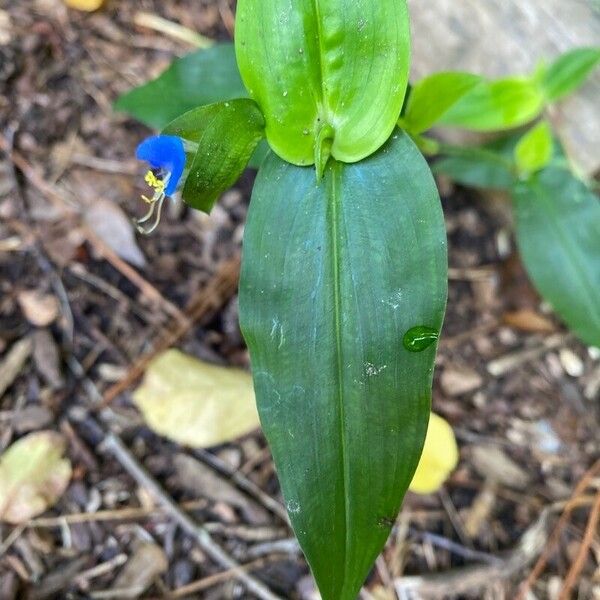 Commelina communis 葉