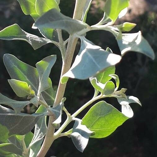 Atriplex halimus Blad