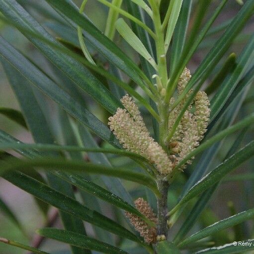 Podocarpus novae-caledoniae പുഷ്പം