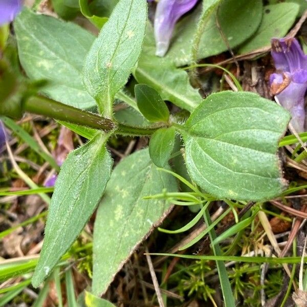 Prunella grandiflora Leaf