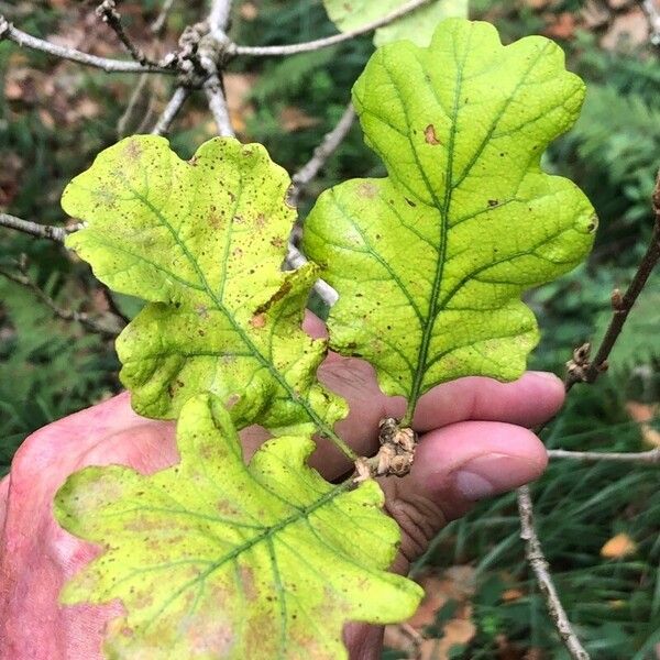 Quercus garryana Lapas