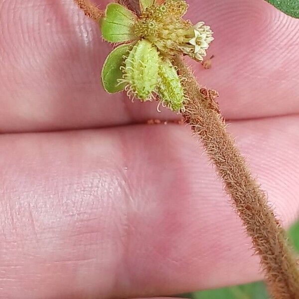 Acanthospermum australe Frukt