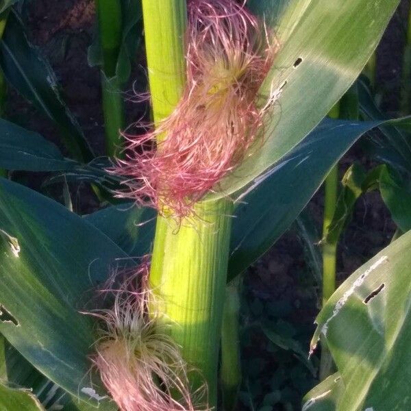 Zea mays Flower