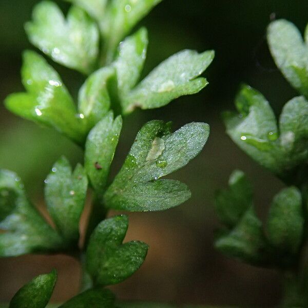 Asplenium abyssinicum Leaf