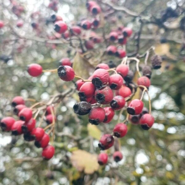 Crataegus laciniata Vaisius