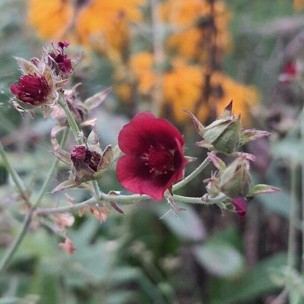 Potentilla thurberi 花