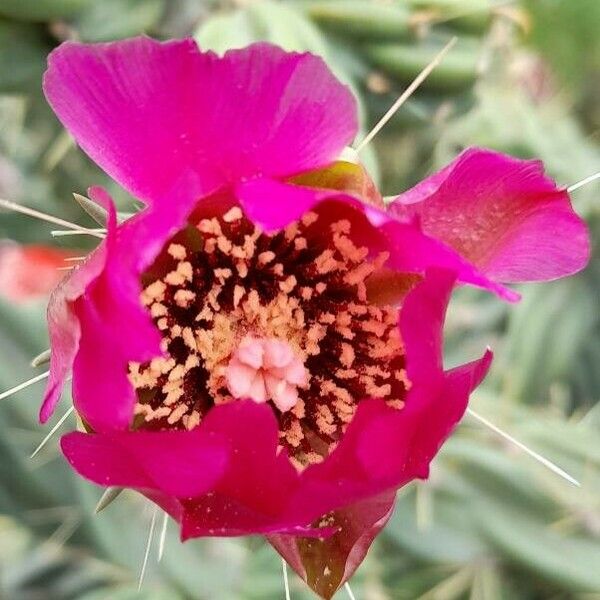 Cylindropuntia imbricata Flower