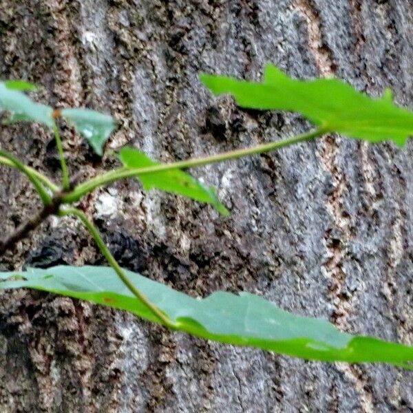 Acer saccharum Blad