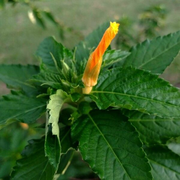 Turnera ulmifolia Blomst