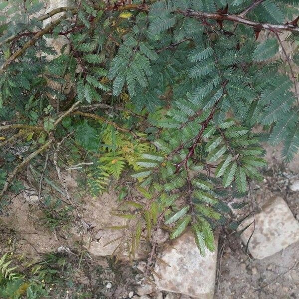 Acacia cornigera পাতা