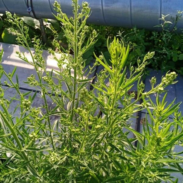 Conyza canadensis Blatt