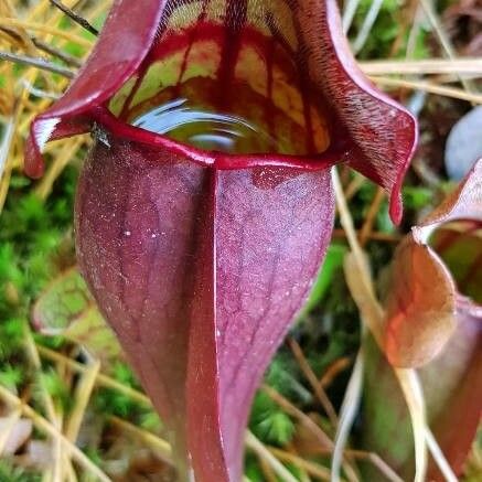 Sarracenia purpurea برگ