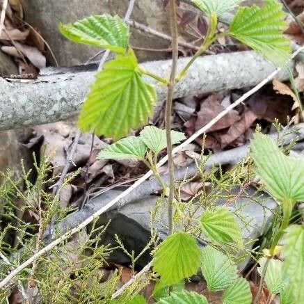 Viburnum dentatum Staniste