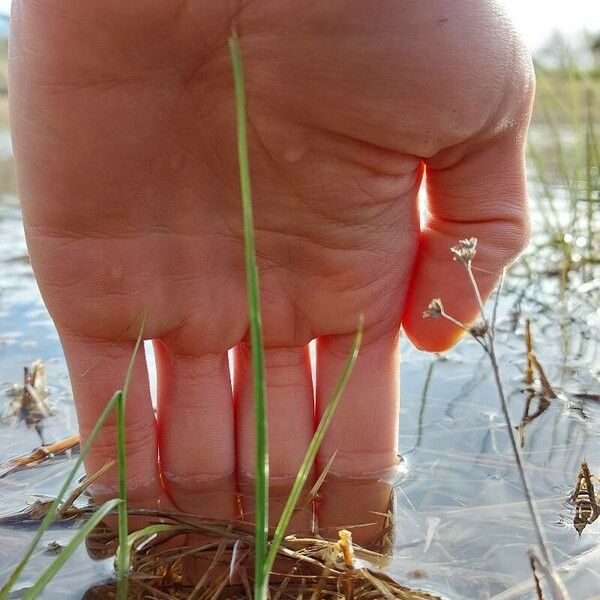 Isoetes longissima Feuille