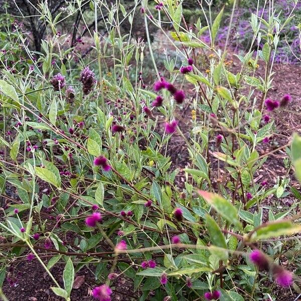 Gomphrena serrata ശീലം