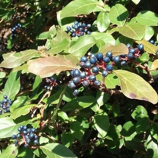 Viburnum tinus Φρούτο