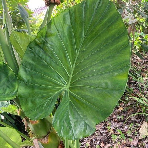 Colocasia esculenta Leaf