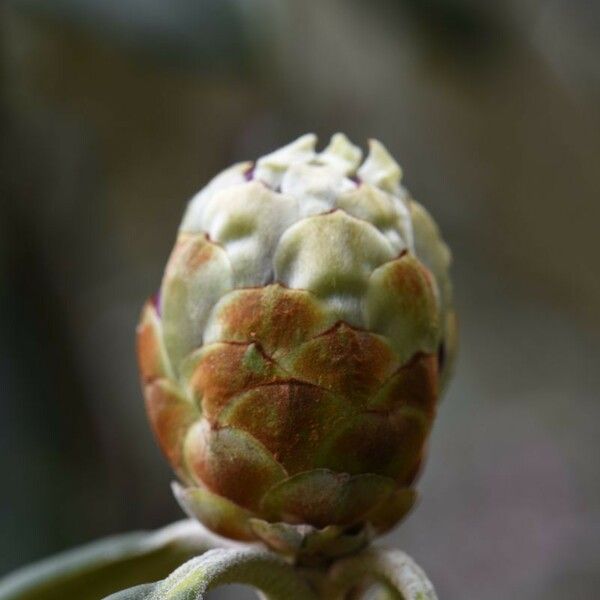 Rhododendron niveum Autre