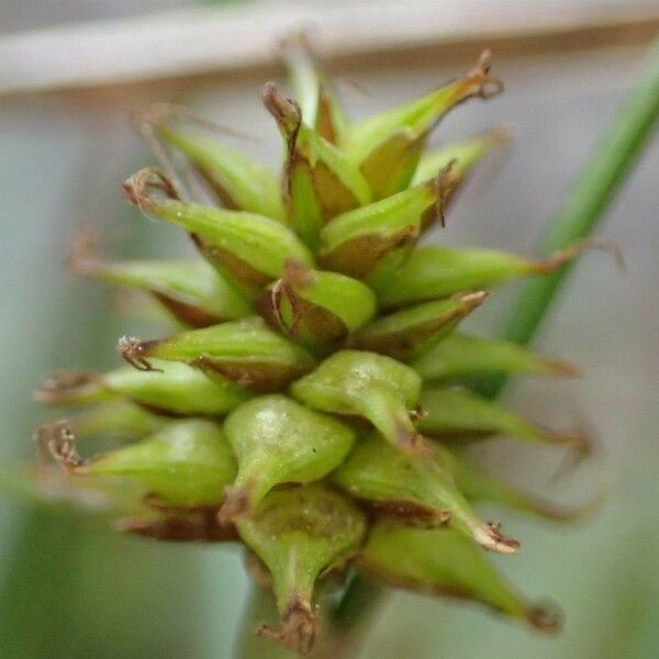 Carex oederi Fruit