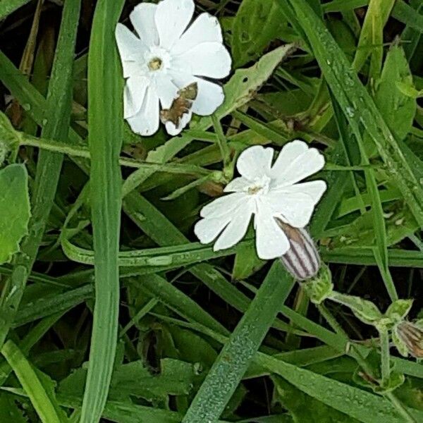 Silene noctiflora Blodyn