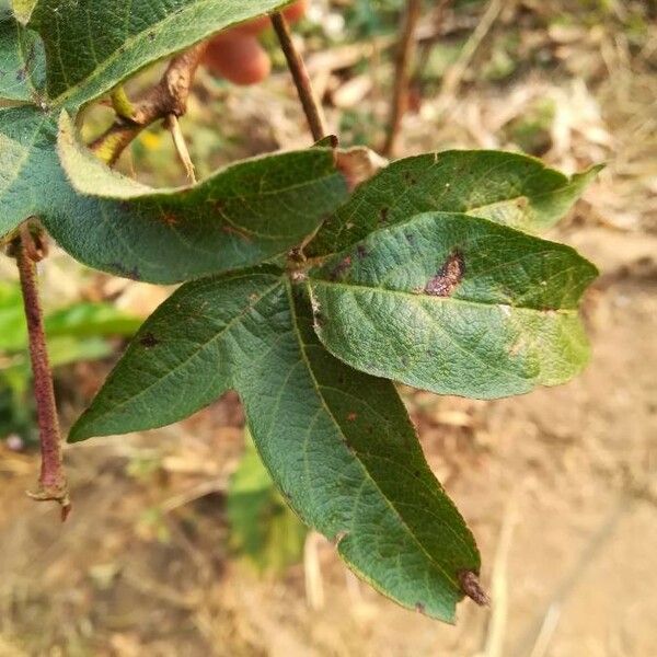 Gossypium herbaceum पत्ता