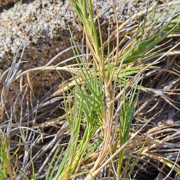 Sporobolus pungens Leaf