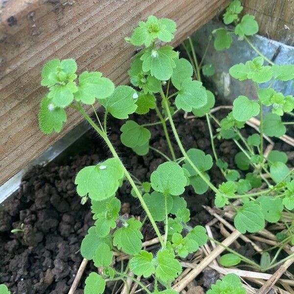 Veronica hederifolia Blatt