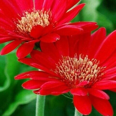 Gerbera spp. Flower