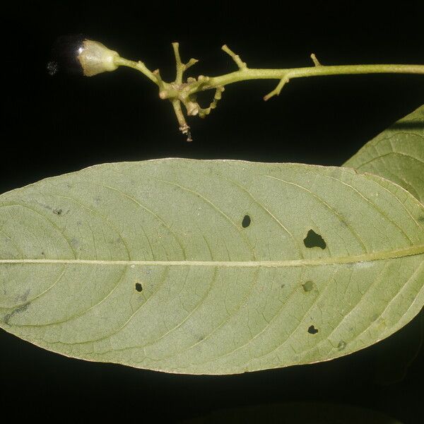 Cestrum reflexum Flower