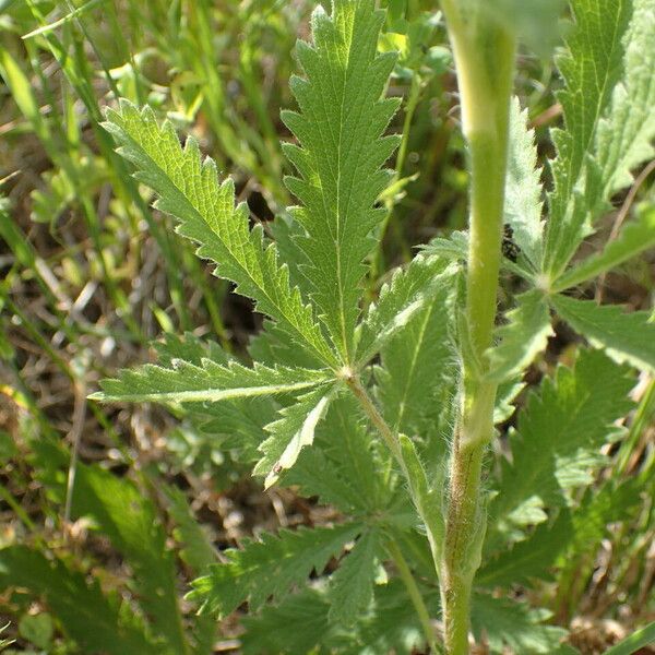 Potentilla recta Leaf