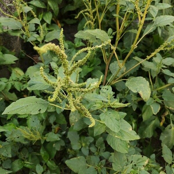 Amaranthus spinosus Folha