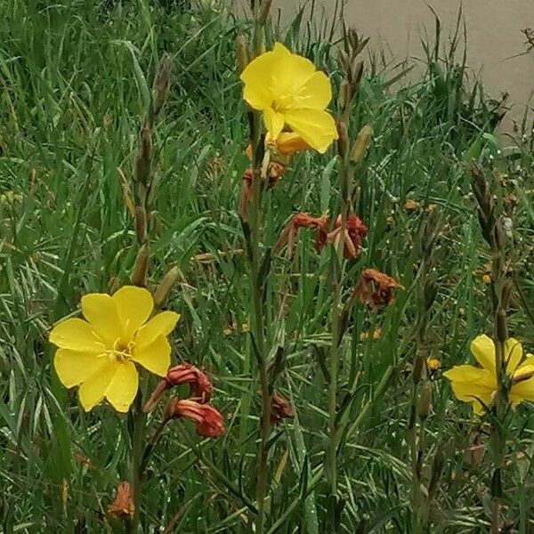 Oenothera stricta Květ