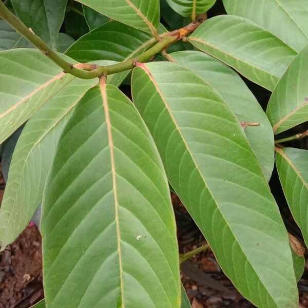 Lagerstroemia speciosa Feuille