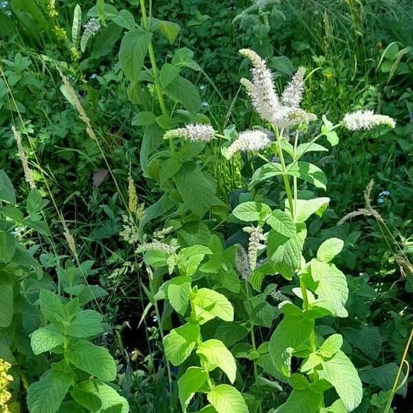 Mentha × rotundifolia عادت