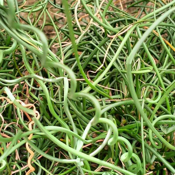 Juncus filiformis Levél