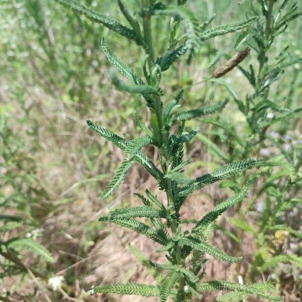 Achillea ligustica Leaf