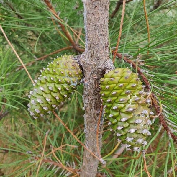 Pinus pinaster Gyümölcs