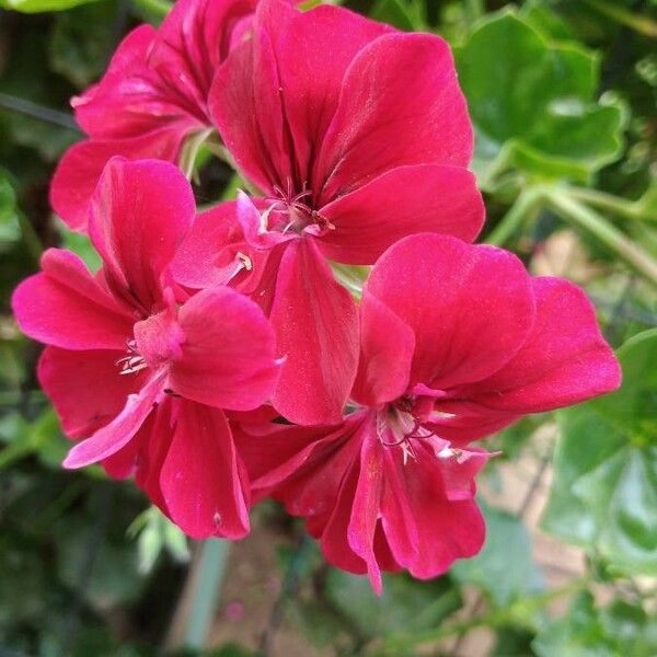 Pelargonium inquinans Кветка