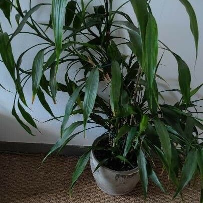 Dracaena fragrans Ліст