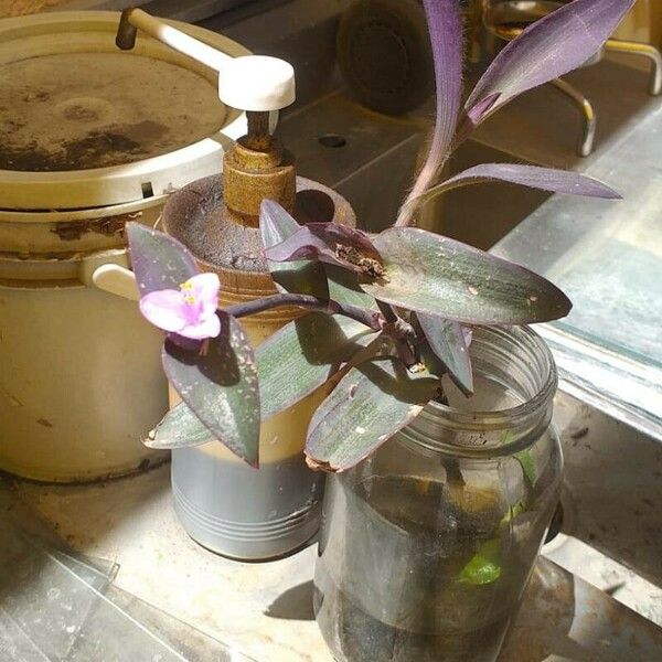 Tradescantia pallida 葉