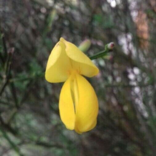 Cytisus scoparius 花