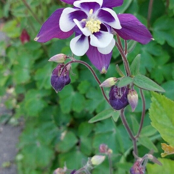 Aquilegia vulgaris Квітка