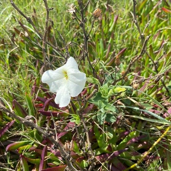 Petunia axillaris Cvet