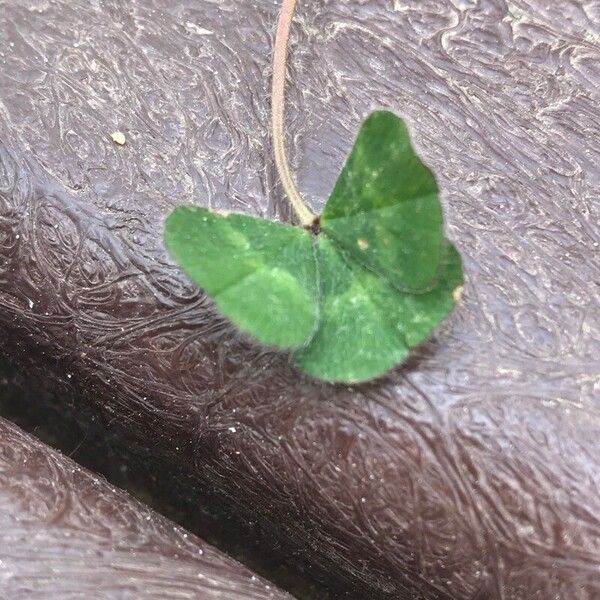 Trifolium subterraneum Leaf